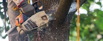 Best Commercial Tree Services  in Pelican Bay, FL