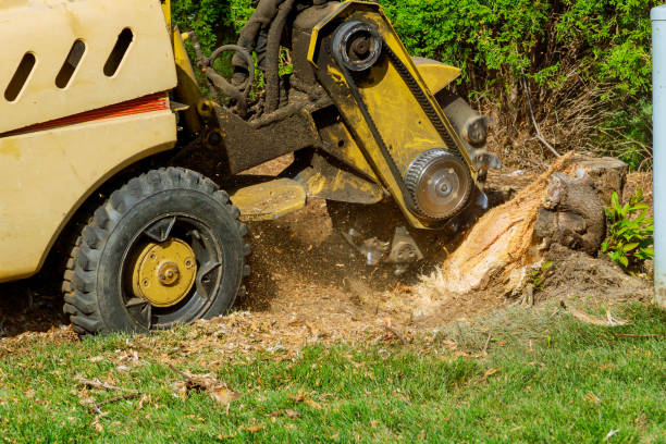 Professional Tree Removal in Pelican Bay, FL